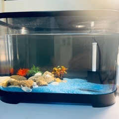 小型ガラス水槽と装飾セットの画像