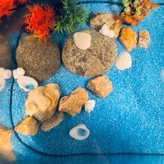 小型ガラス水槽と装飾セットの画像