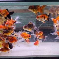 東錦、オランダショート
の画像