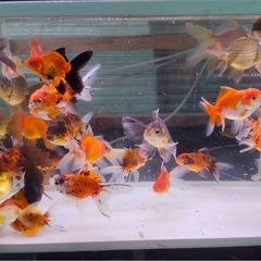 東錦、オランダショート
の画像