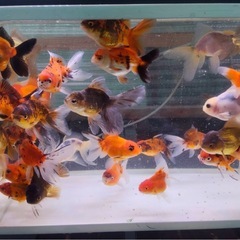 東錦、オランダショート
の画像