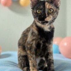 11月９日(日)三鷹で猫の譲渡会🐹❤️🐹さひの短毛　女の子　生後...