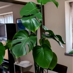 #モンステラ#観葉植物#植木#木本の画像