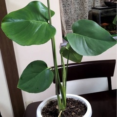 #モンステラ#観葉植物#植木#木本の画像