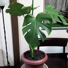 #モンステラ#観葉植物#植木#木本の画像