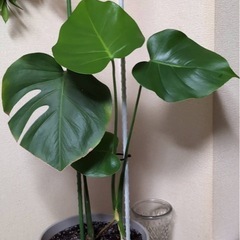 #モンステラ#観葉植物#植木#木本の画像