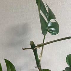 観葉植物 ヒメモンステラの画像