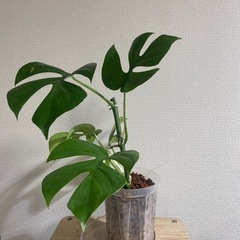 観葉植物 ヒメモンステラ