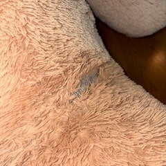 コストコ クマ
の画像