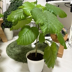 観葉植物(ウンベラータ)譲りますの画像