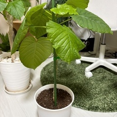 観葉植物(ウンベラータ)譲りますの画像