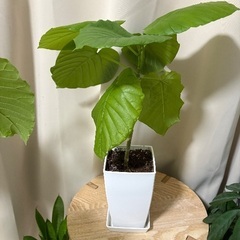 観葉植物(ウンベラータ)譲りますの画像