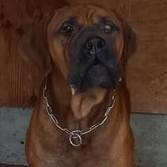 体の大きな土佐犬ジュニアくん　幸せになれる家族を探しています