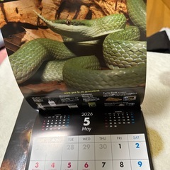 ビバリウムガイドNo.111 2026カレンダー付き
の画像