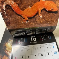 ビバリウムガイドNo.111 2026カレンダー付き
の画像