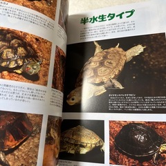 ビバリウムガイドNo.111 2026カレンダー付き
の画像