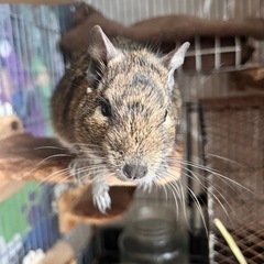 デグー2匹