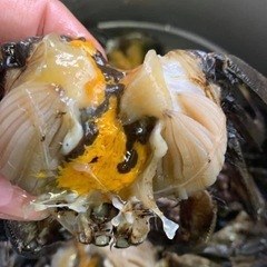 活モクズガニ オスメス混合、3.0kg 大.中.小サイズ　ガン汁、カニマキ汁、ズガニ汁　モクズ蟹 ツガニ　山太郎ガニの画像