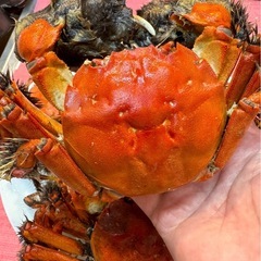活モクズガニ オスメス混合、3.0kg 大.中.小サイズ　ガン汁、カニマキ汁、ズガニ汁　モクズ蟹 ツガニ　山太郎ガニの画像