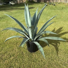 アガベ・アメリカーナ（リュウゼツラン）（取引中）の画像