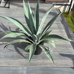 アガベ・アメリカーナ（リュウゼツラン）（取引中）の画像