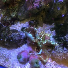 海水サンゴ　マメスナ
の画像