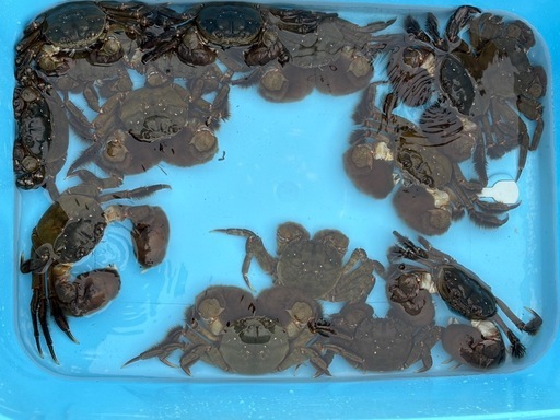 活モクズガニ メスのみ　ちょっと多めで食べ応えの3.0kg ガン汁、カニマキ汁、ズガニ汁　モクズ蟹 ツガニ　山太郎ガニ