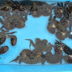 活モクズガニ メスのみ　ちょっと多めで食べ応えの3.0kg ガン汁、カニマキ汁、ズガニ汁　モクズ蟹 ツガニ　山太郎ガニの画像