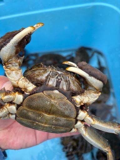 活モクズガニ メスのみ　ちょっと多めで食べ応えの3.0kg ガン汁、カニマキ汁、ズガニ汁　モクズ蟹 ツガニ　山太郎ガニ