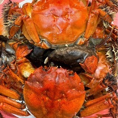 活モクズガニ メスのみ　ちょっと多めで食べ応えの3.0kg ガン汁、カニマキ汁、ズガニ汁　モクズ蟹 ツガニ　山太郎ガニの画像