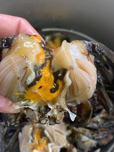 活モクズガニ メスのみ　ちょっと多めで食べ応えの3.0kg ガン汁、カニマキ汁、ズガニ汁　モクズ蟹 ツガニ　山太郎ガニ
