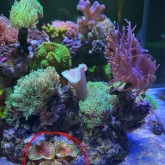 海水サンゴ　マメスナ
の画像