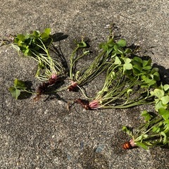 カタバミ　5個の画像