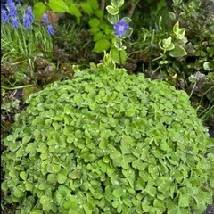 カタバミ　5個の画像