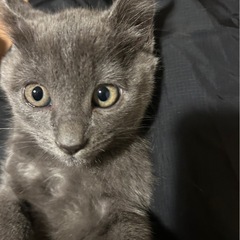グレー 子猫 女の子 里親様募集中！