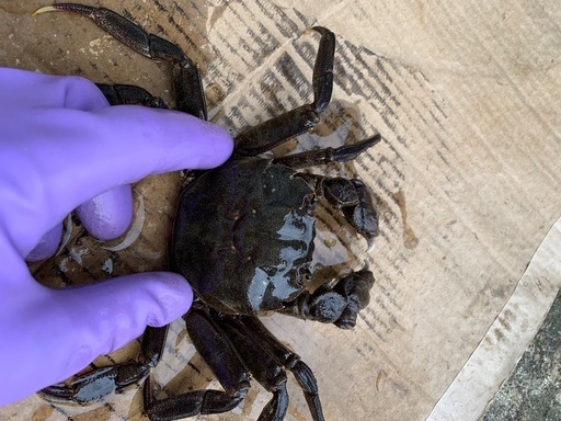 活モクズガニ メスのみ　たっぷり2.0kg ガン汁、カニマキ汁、ズガニ汁　モクズ蟹 ツガニ　山太郎ガニ　