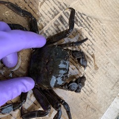 活モクズガニ メスのみ　たっぷり2.0kg ガン汁、カニマキ汁、ズガニ汁　モクズ蟹 ツガニ　山太郎ガニ　の画像