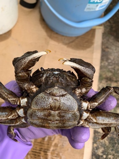 活モクズガニ メスのみ　たっぷり2.0kg ガン汁、カニマキ汁、ズガニ汁　モクズ蟹 ツガニ　山太郎ガニ　