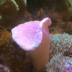 海水サンゴ　ウミキノコの画像