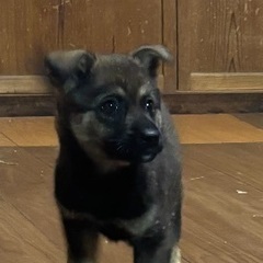 狩猟犬の子犬の男の子！