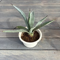 アガベ・アメリカーナ（リュウゼツラン）の画像