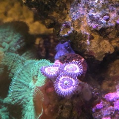 海水サンゴ　ピンクジッパーマメスナの画像