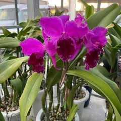 代理出品 蘭の花 濃い紫
の画像