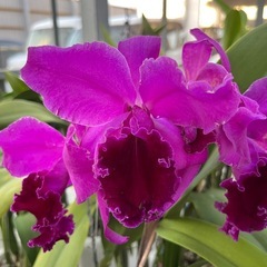 代理出品 蘭の花 濃い紫
の画像