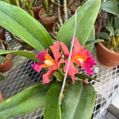 代理出品 蘭の花 橙の画像