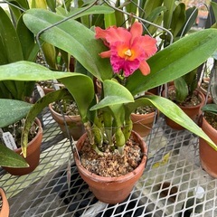 代理出品 蘭の花 橙の画像