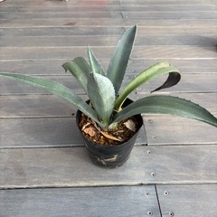 アガベ・アメリカーナ（リュウゼツラン）の画像