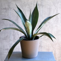 アガベ・アメリカーナ（リュウゼツラン）の画像