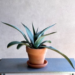 ③アガベ・アメリカーナ（リュウゼツラン）の画像