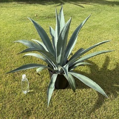 アガベ・アメリカーナ（リュウゼツラン）（取引中）
の画像